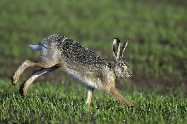 European Hare- running over arable field, Neusiedler See NP, Austria