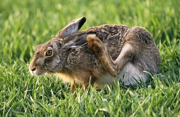 European Hare - scratching its ear