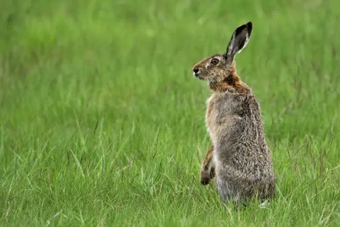 Framed Print : European hare standing upright - Austria Framed Print : European hare standing upright - Austria