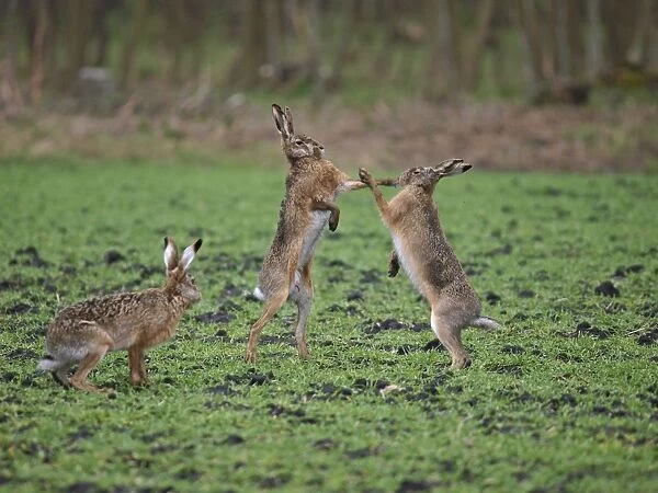 European Hares - give high five - fighting in mating season Austria