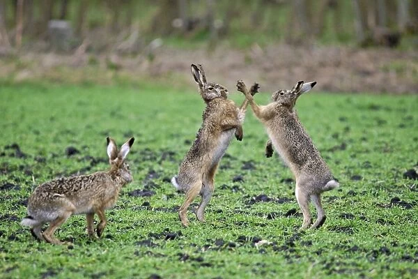 European Hares - give high five - fighting in mating season - Austria