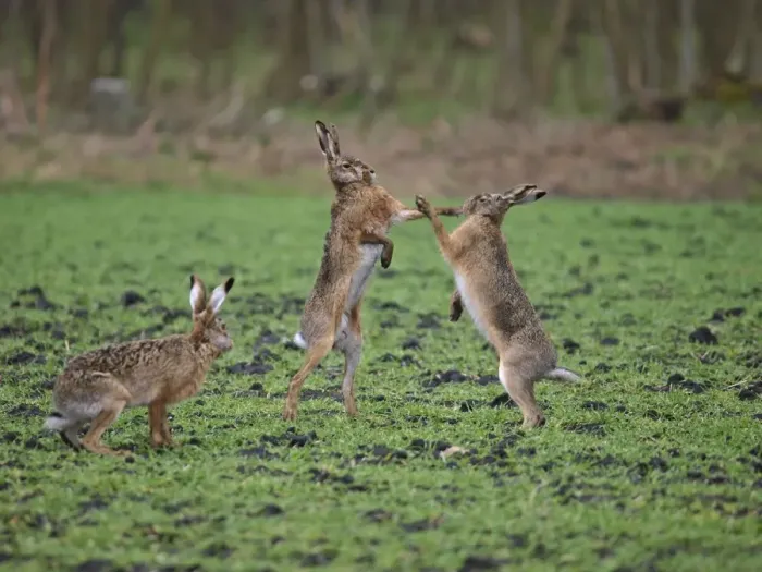 Framed Print : European Hares - give high five - fighting in mating season Austria Framed Print : European Hares - give high five - fighting in mating season Austria