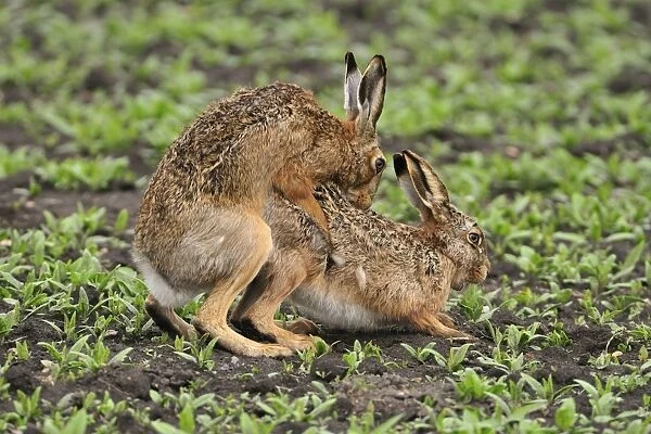 European hares - mating, Austria