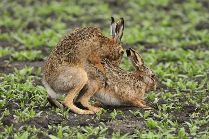 Framed Print : European hares - mating, Austria Framed Print : European hares - mating, Austria