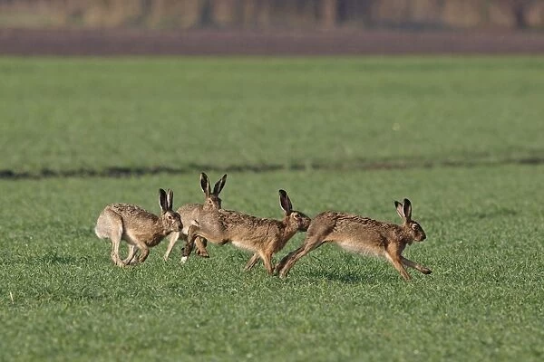 European Hares - running behind each other in mating season - Burgenland - Austria