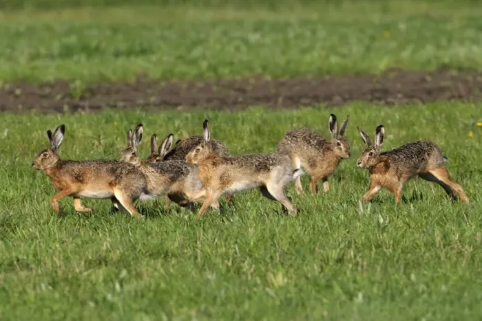 Framed Print : European hares running - mating season, Austria Framed Print : European hares running - mating season, Austria