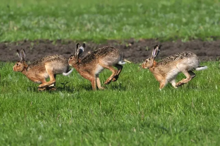 Framed Print : European hares running - mating season, Austria Framed Print : European hares running - mating season, Austria