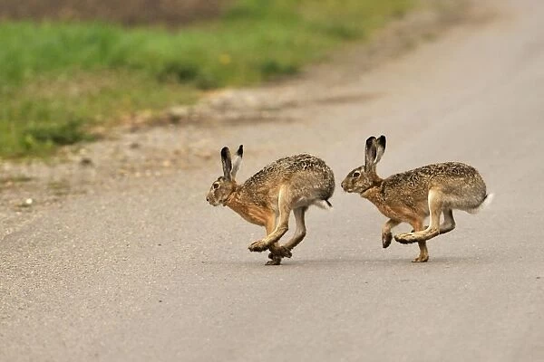 European hares running - mating season, Austria