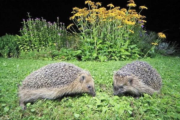 European Hedgehog - 2 animals in garden feeding at night, Lower Saxony, Germany