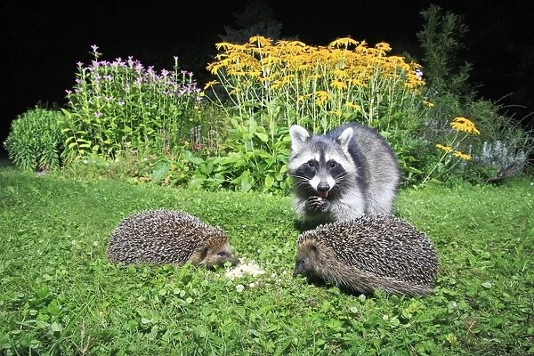 European Hedgehog - 2 animals in garden with racoon, (Procyon lotor), feeding at night, Lower Saxony, Germany