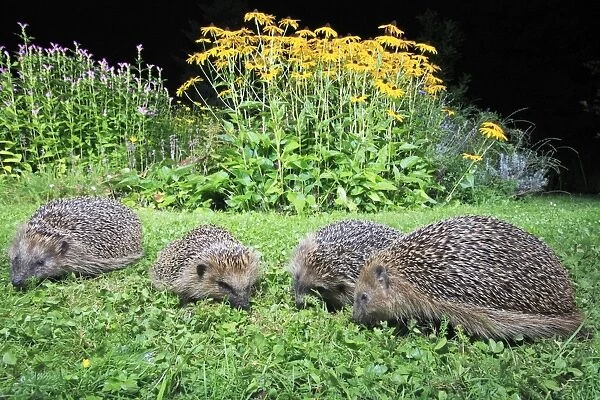 European Hedgehog - 4 animals in garden feeding at night, Lower Saxony, Germany