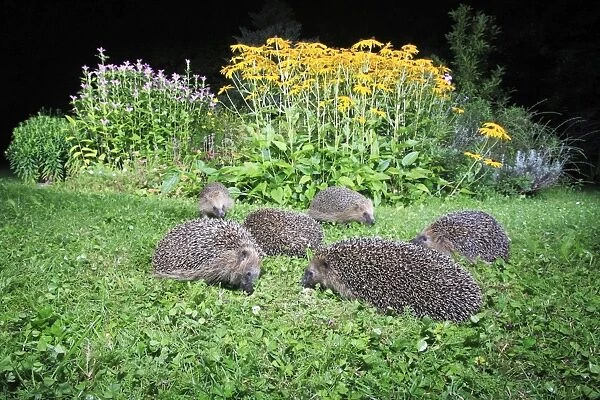 European Hedgehog - 6 animals in garden feeding at night, Lower Saxony, Germany