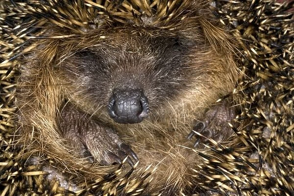 European Hedgehog - curled up in ball - Italy