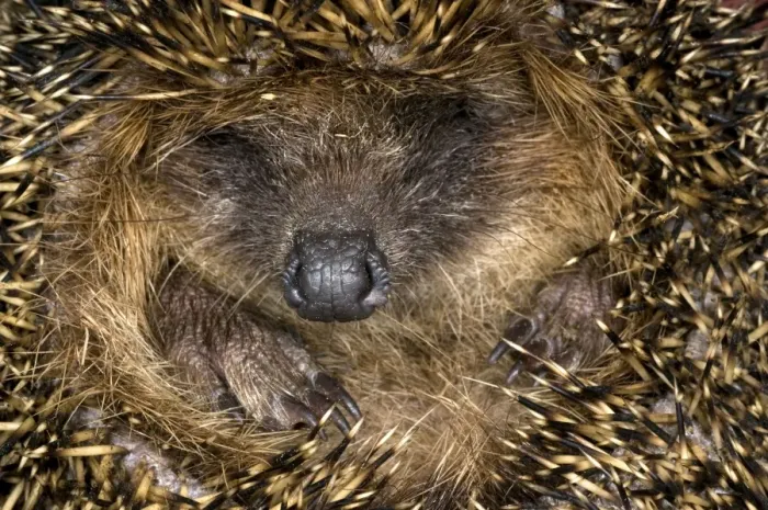 Framed Print : European Hedgehog - curled up in ball - Italy Framed Print : European Hedgehog - curled up in ball - Italy