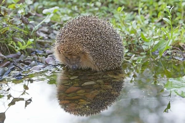 European Hedgehog - drinking at garden pond - with reflection - Lower Saxony - Germany