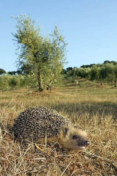 European Hedgehog - in habitat - Tuscany - Italy