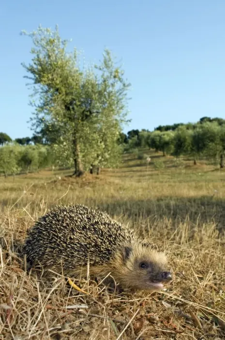 Framed Print : European Hedgehog - in habitat - Tuscany - Italy Framed Print : European Hedgehog - in habitat - Tuscany - Italy