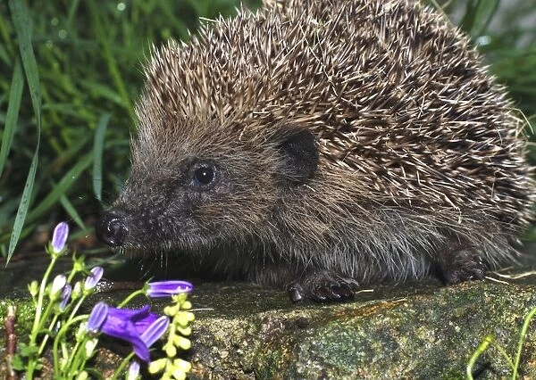 European Hedgehog: UK to Eastern Europe and Mediterranean countries. Introduced to New Zealand