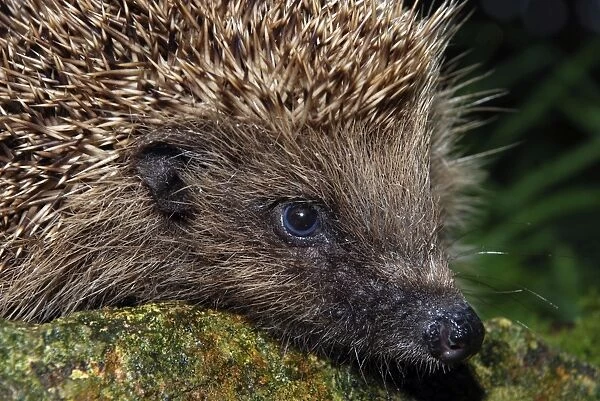 European Hedgehog: UK to Eastern Europe and Mediterranean countries. Introduced to New Zealand
