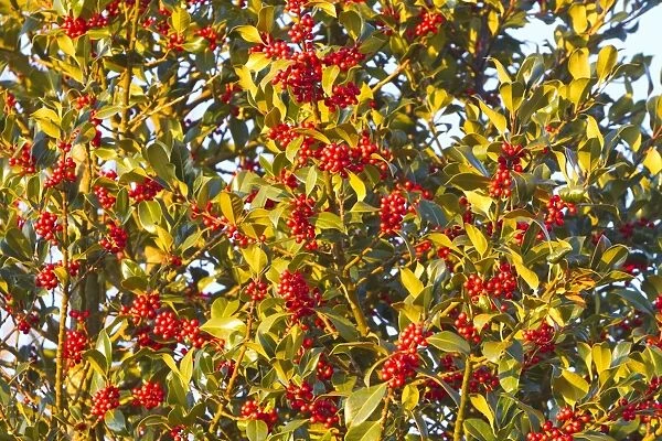 European Holly - tree with red berries