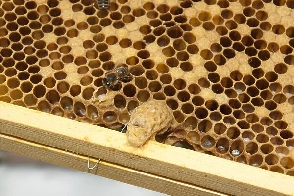 European Honey Bees - Queen cell on frame