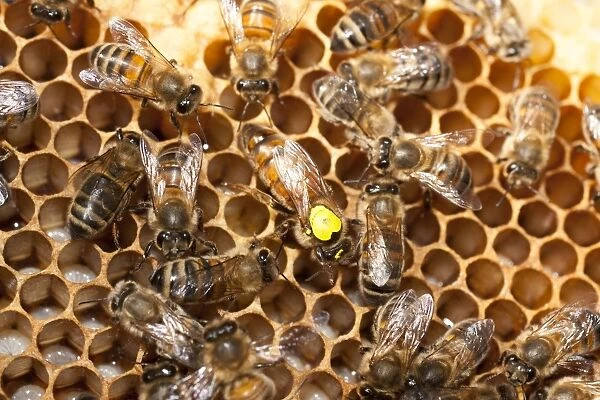 European Honey Bees - Queen with yellow marker
