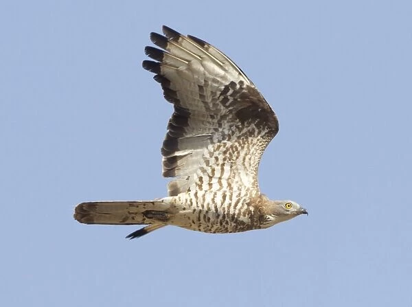 European Honey Buzzard - adult male in flight - on migration across the straits of Gibralter to Africa - September