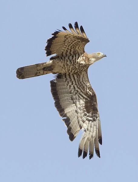 European Honey Buzzard - adult male in flight - on migration across the straits of Gibralter to Africa - September