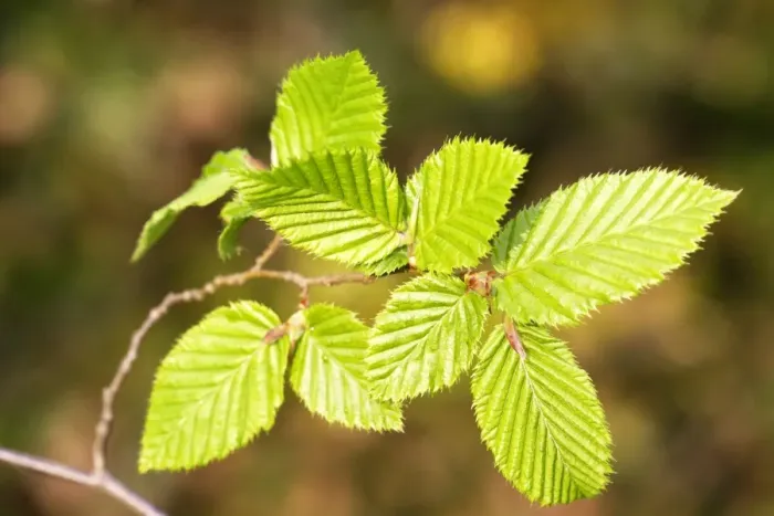 Framed Print : European Hornbeam - close-up of leaves Framed Print : European Hornbeam - close-up of leaves