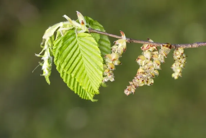 Framed Print : European Hornbeam - close-up of leaves Alsace France