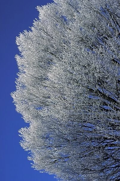 European Hornbeam - Covered with frost