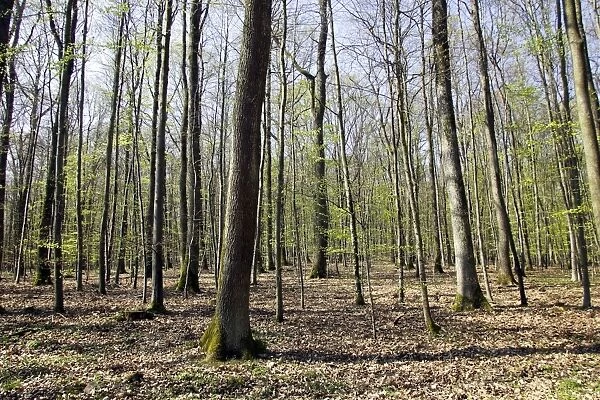European Hornbeam & European Beech forest Alsace France