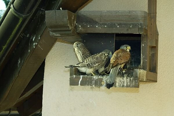 European Kestrel - three fledglings with male at nest box on house wall, Hessen, Germany