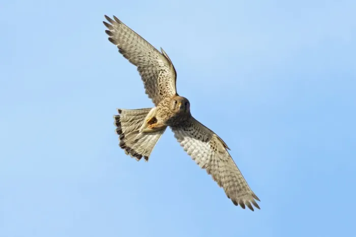 Framed Print : European Kestrel - male in flight, Hessen, Germany Framed Print : European Kestrel - male in flight, Hessen, Germany