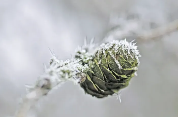 Framed Print : European Larch Tree - with frost Framed Print : European Larch Tree - with frost