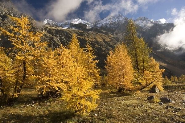 European larches in autumn colour, in the Ailefroide valley, Ecrins National Park, french Alps
