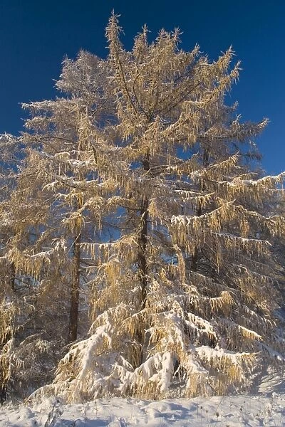 European larches - early snow has fallen and covers european larches and surrounding scenery with a thick white blanket creating a very romantic atmosphere
