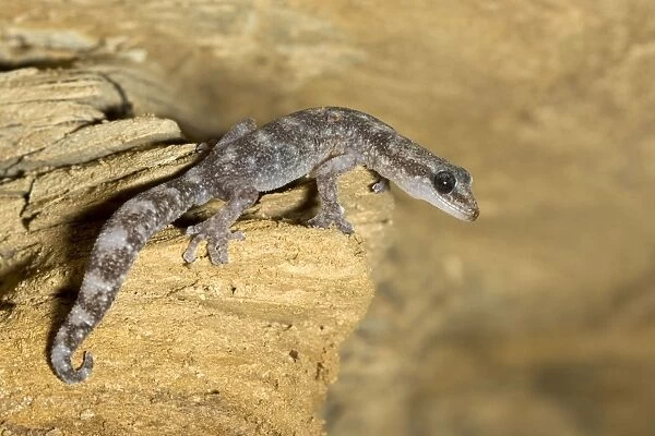 European Leaf-toed Gecko - adult - Tuscany - Italy