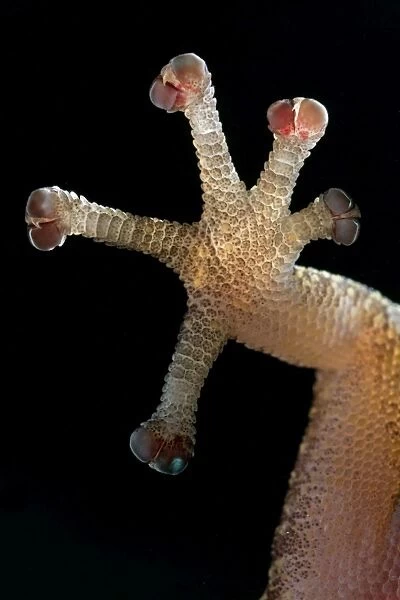 European Leaf-toed Gecko - close-up of hindleg - Tuscany - Italy