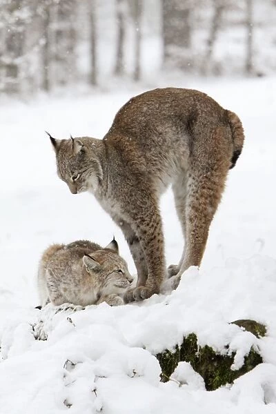 European Lynx - 2 animals in snow one stretching, Lower Saxony, Germany