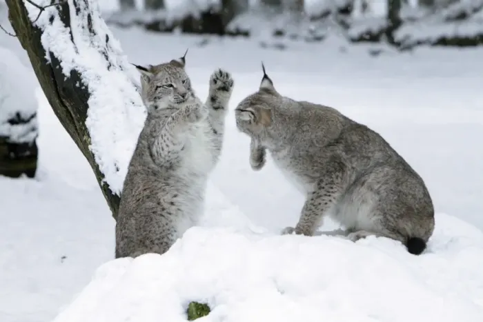 Framed Print : European Lynx - two animals playing in snow - Hessen - Germany Framed Print : European Lynx - two animals playing in snow - Hessen - Germany