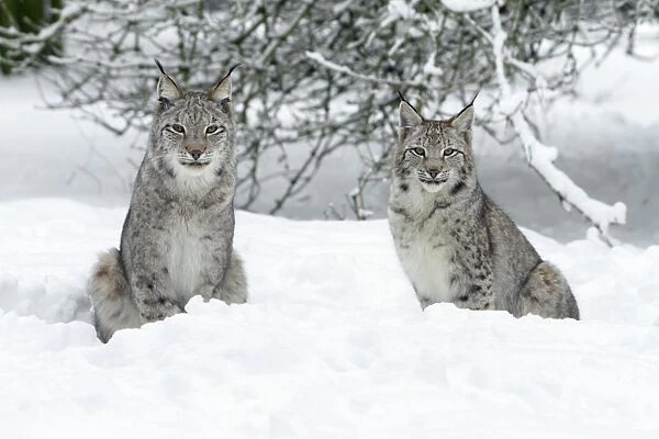 European Lynx - two animals sitting in snow - Hessen - Germany