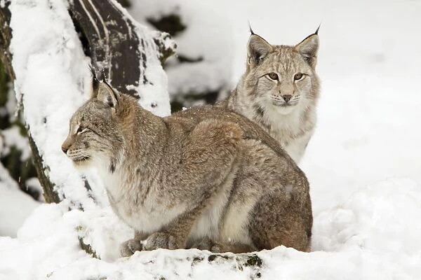 European Lynx - two animals in snow, Lower Saxony, Germany