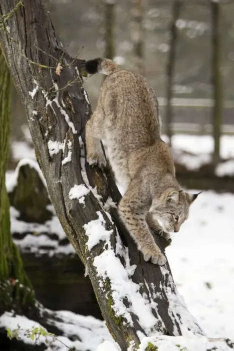 Framed Print : European Lynx - climbing down tree stem, in winter, Lower Saxony, Germany Framed Print : European Lynx - climbing down tree stem, in winter, Lower Saxony, Germany