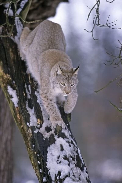 European Lynx - climbing down tree stem, in winter, Hessen, Germany