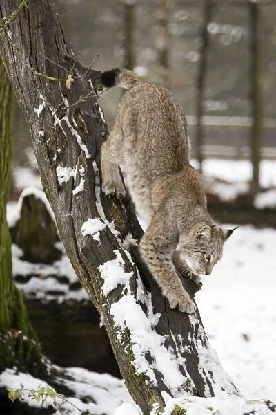 European Lynx - climbing down tree stem, in winter, Lower Saxony, Germany