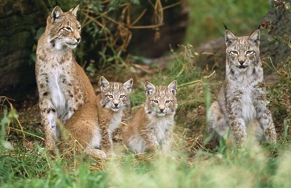 European Lynx - family group