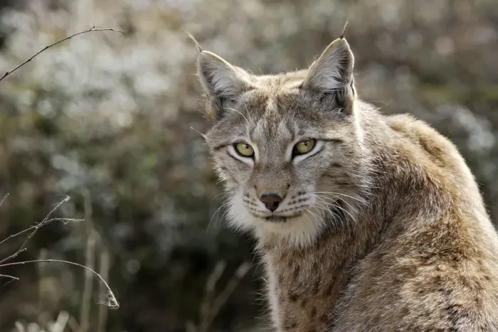 Framed Print : European Lynx - Finland. Captivity Framed Print : European Lynx - Finland. Captivity