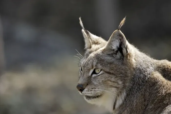 Framed Print : European Lynx - Finland. Captivity Framed Print : European Lynx - Finland. Captivity