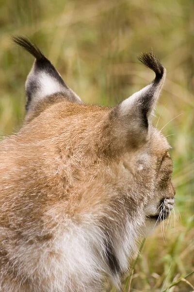 European Lynx - back of head